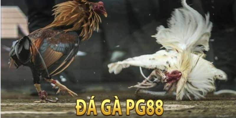 Đá Gà PG88