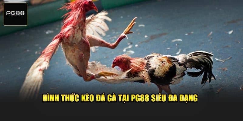 Hình thức đá chọi được tổ chức trên nền tảng